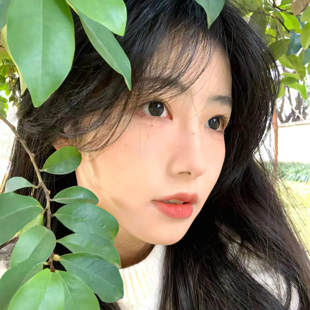 彩叶草之梦